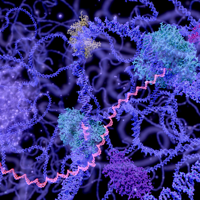 chromatin DNA