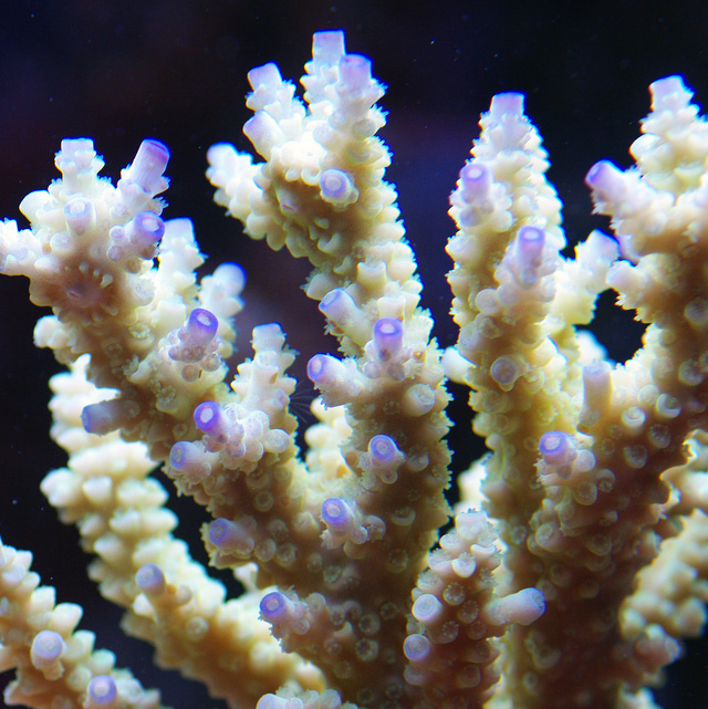 Acropora Tenuis coral