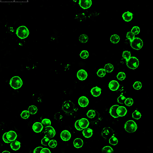 Cells expressing green fluorescent protein