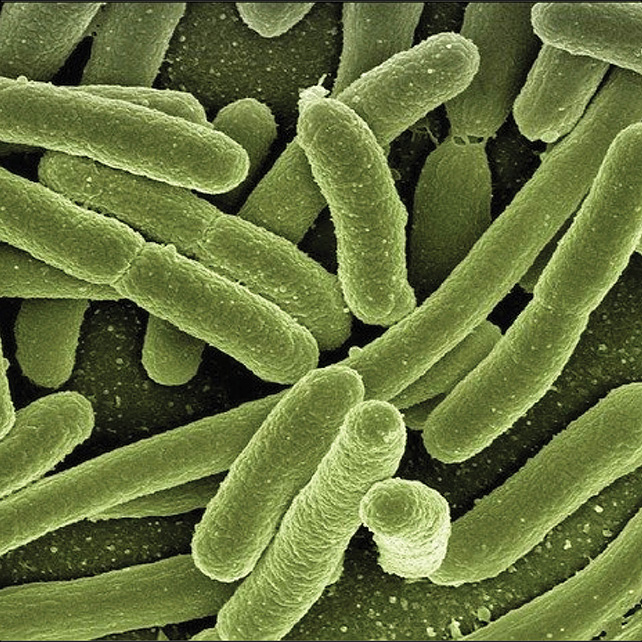 E.coli bacterial cells