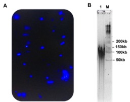 Fig.1 DAPI stained isolated nuclei
