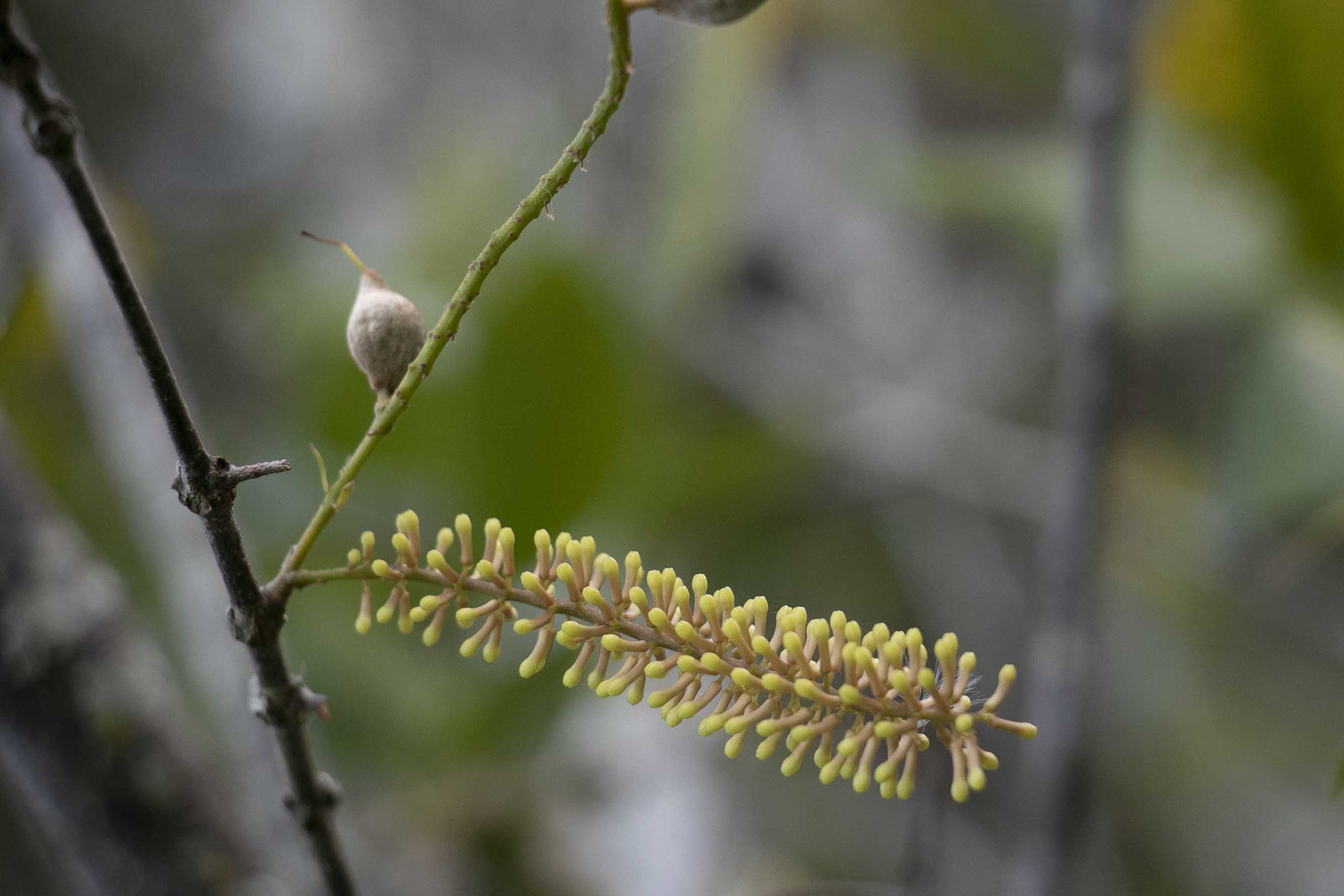 Macadamia janesii raceme