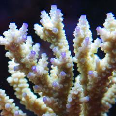 coral