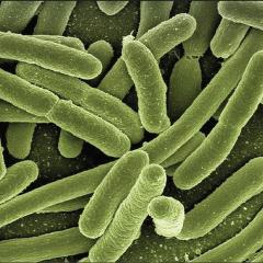 e.coli