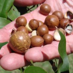 Macadamia nuts
