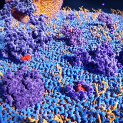 proteins in membrane