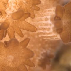 coral