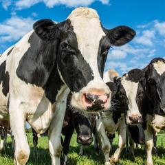 Cattle