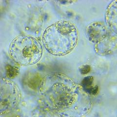 protoplast