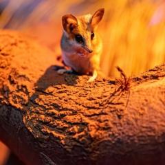 fat tailed dunnart