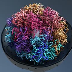 cell nucleus