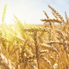 Enabling population scale epigenomics for crop improvement