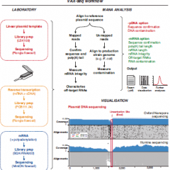 VAX-seq workflow