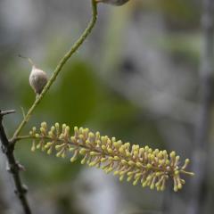 Macadamia jansenii