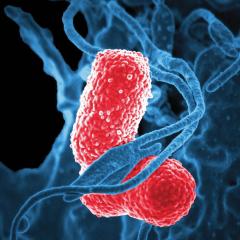 Macrophage and bacteria