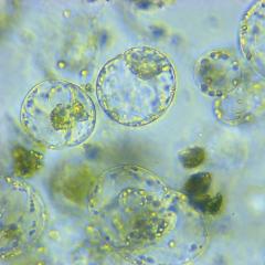 Protoplasts